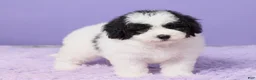 Mini Sheepadoodle dogs for sale: Stella - Ad 4