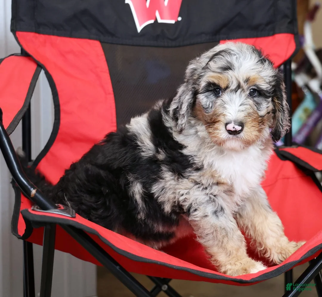 Sheepadoodle dogs for sale: Max - Ad 7