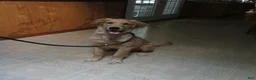 Golden Retriever dogs for sale: Golden Retriever 1 - Ad 3