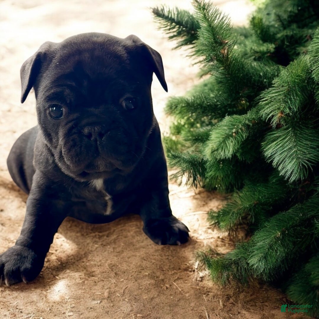 French Bulldog dogs Frances - Ad 15