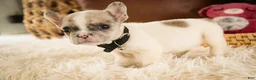 French Bulldog dogs for sale: Juliet - Ad 4