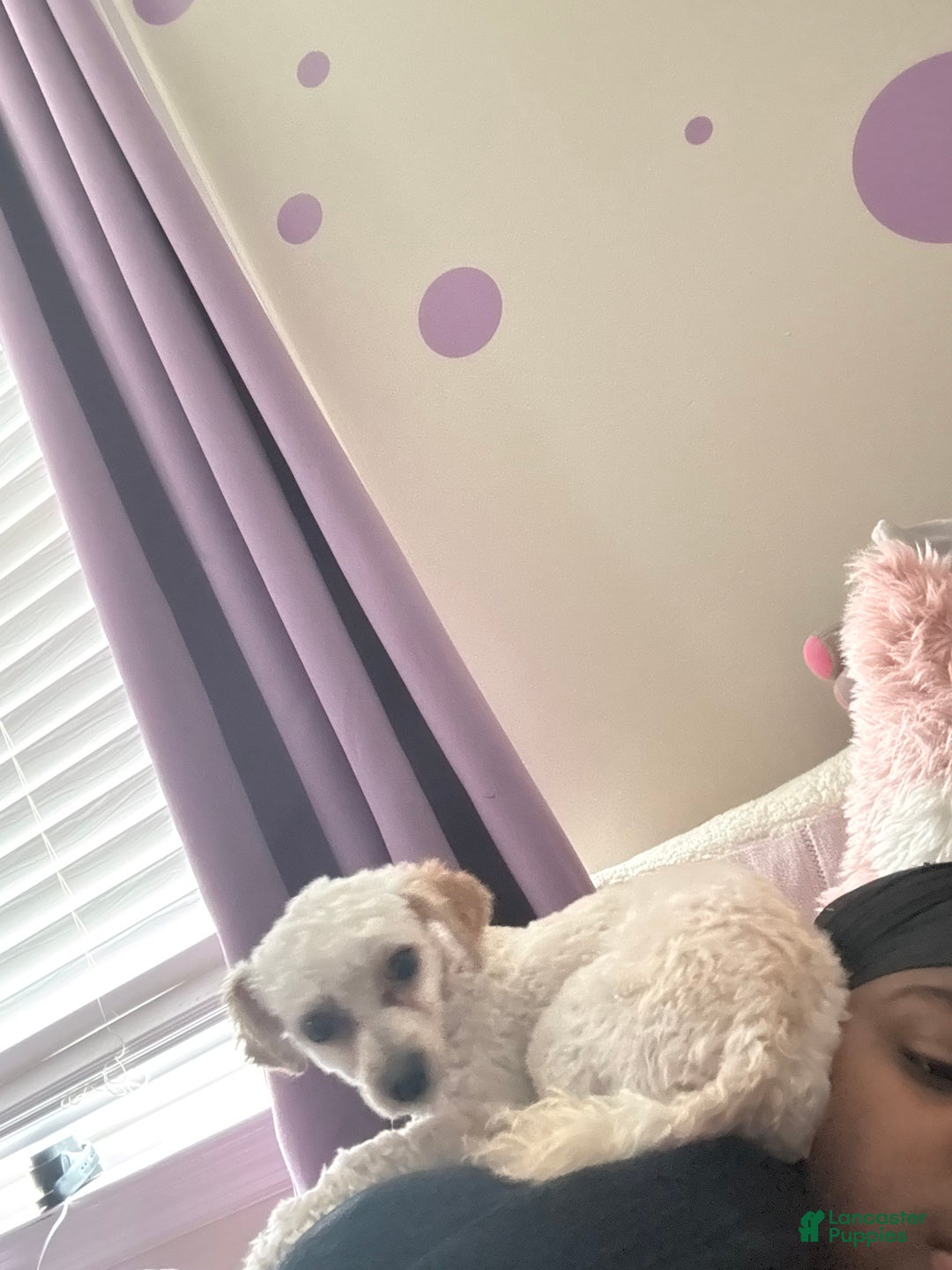 Havapoo dogs for sale: Havapoo Puppy 1 - Ad 7