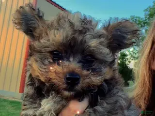 Mixed Breed dogs for sale: Mixed Breed Puppy 1 - Ad 1