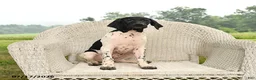 German Shorthaired Pointer dogs for sale: Rover  - Ad 5
