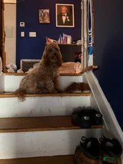 Coco