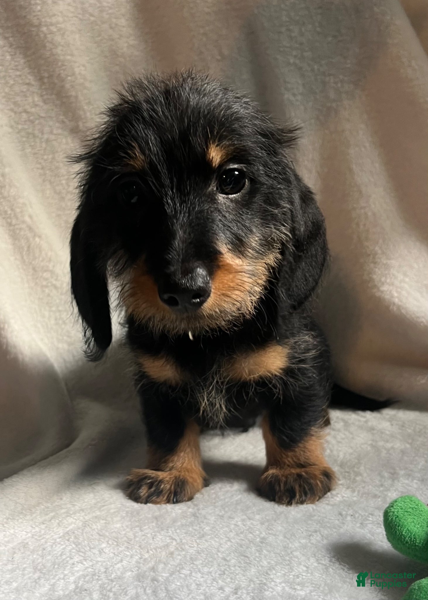 Miniature Dachshund dogs Reptar - Ad 1