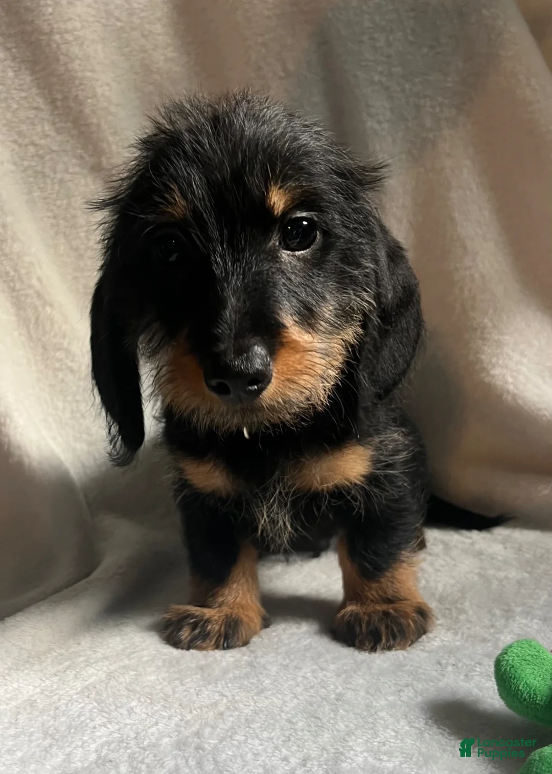 Miniature Dachshund dogs for sale: Reptar - Ad 1