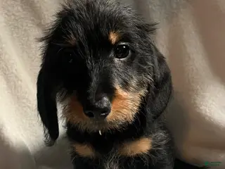 Miniature Dachshund dogs for sale: Reptar - Ad 3