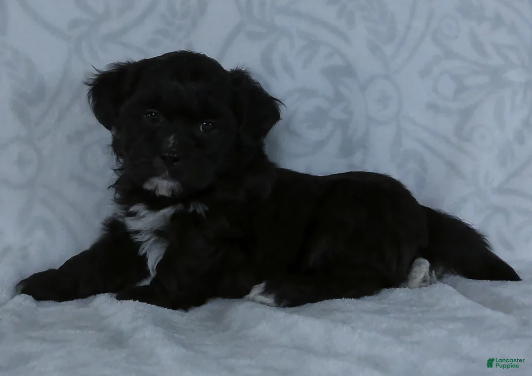 Teddy Bear dogs for sale: Oslo - Ad 4