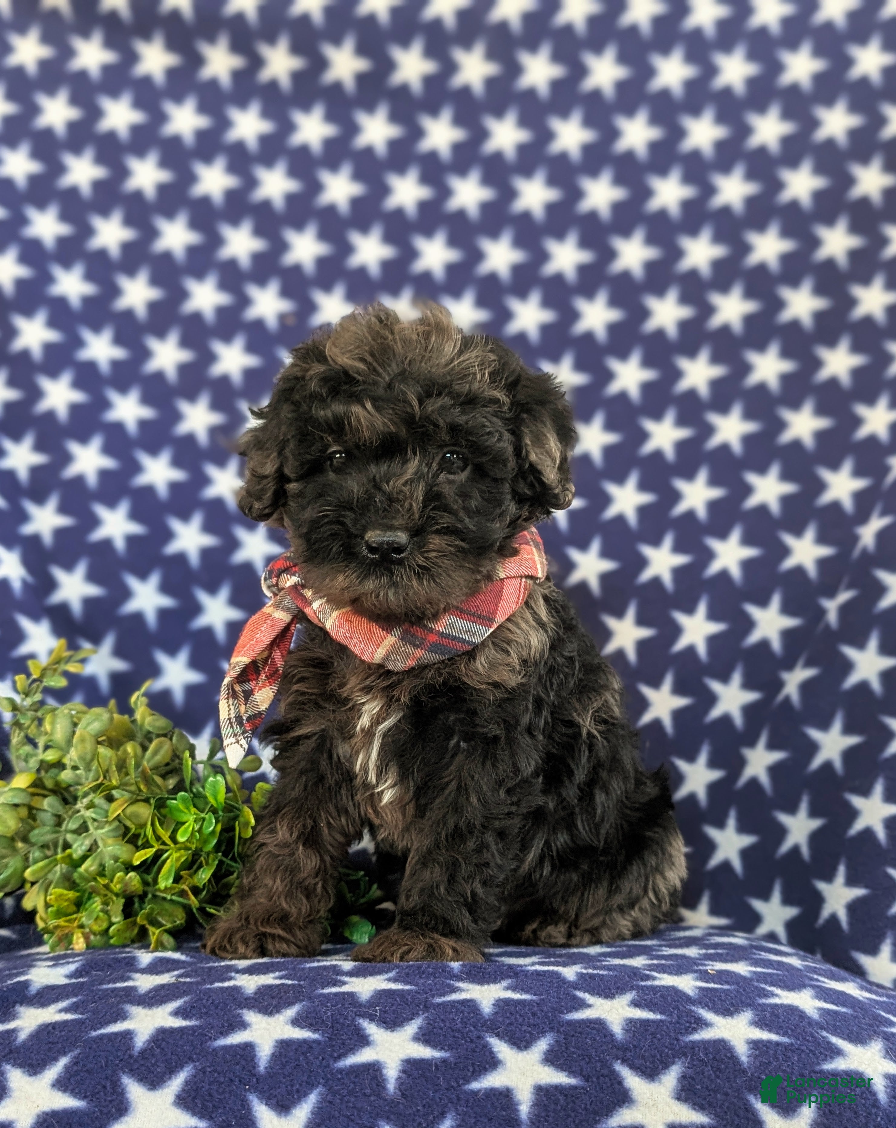 Cockapoo dogs Jasper Hypoallergenic - Ad 1