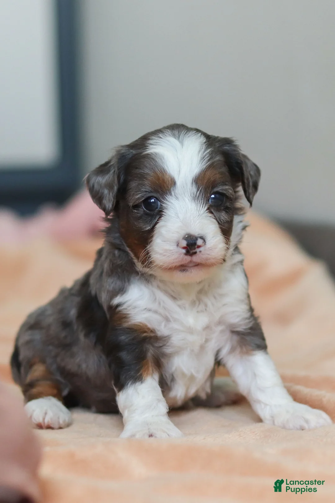 Mini Bernedoodle dogs for sale: Porter - Ad 2