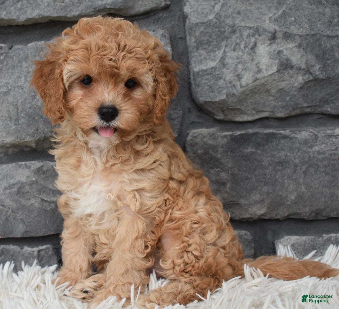 Cavapoo dogs Maggie  - Ad 1
