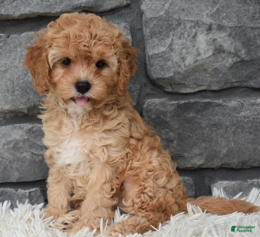Cavapoo dogs for sale: Maggie  - Ad 1