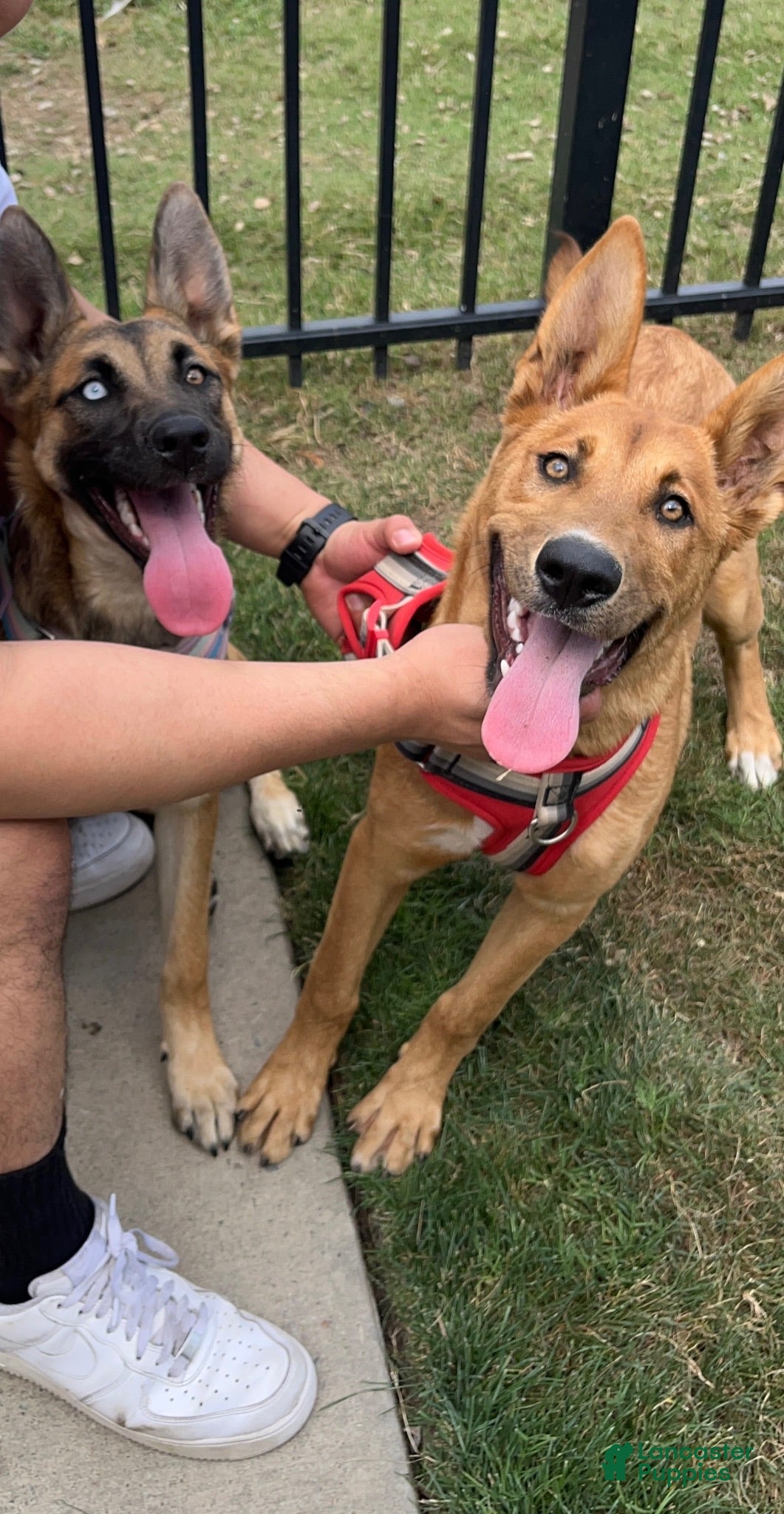 Mixed Breed dogs Leiley - Ad 12
