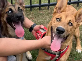 Mixed Breed dogs Leiley - Ad 12