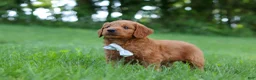 Goldendoodle dogs for sale: Charlie - Ad 6