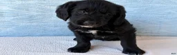 Labradoodle dogs for sale: Labradoodle 3 - Ad 3
