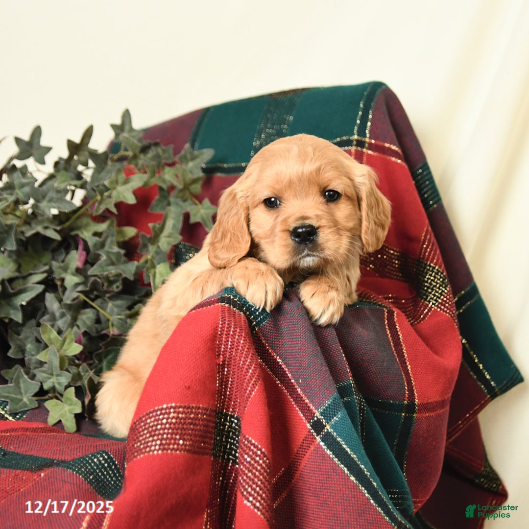 Miniature Golden Retriever dogs for sale: Buster - Ad 2