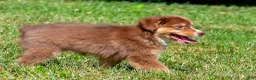Miniature Australian Shepherd dogs for sale: Nero - Ad 6