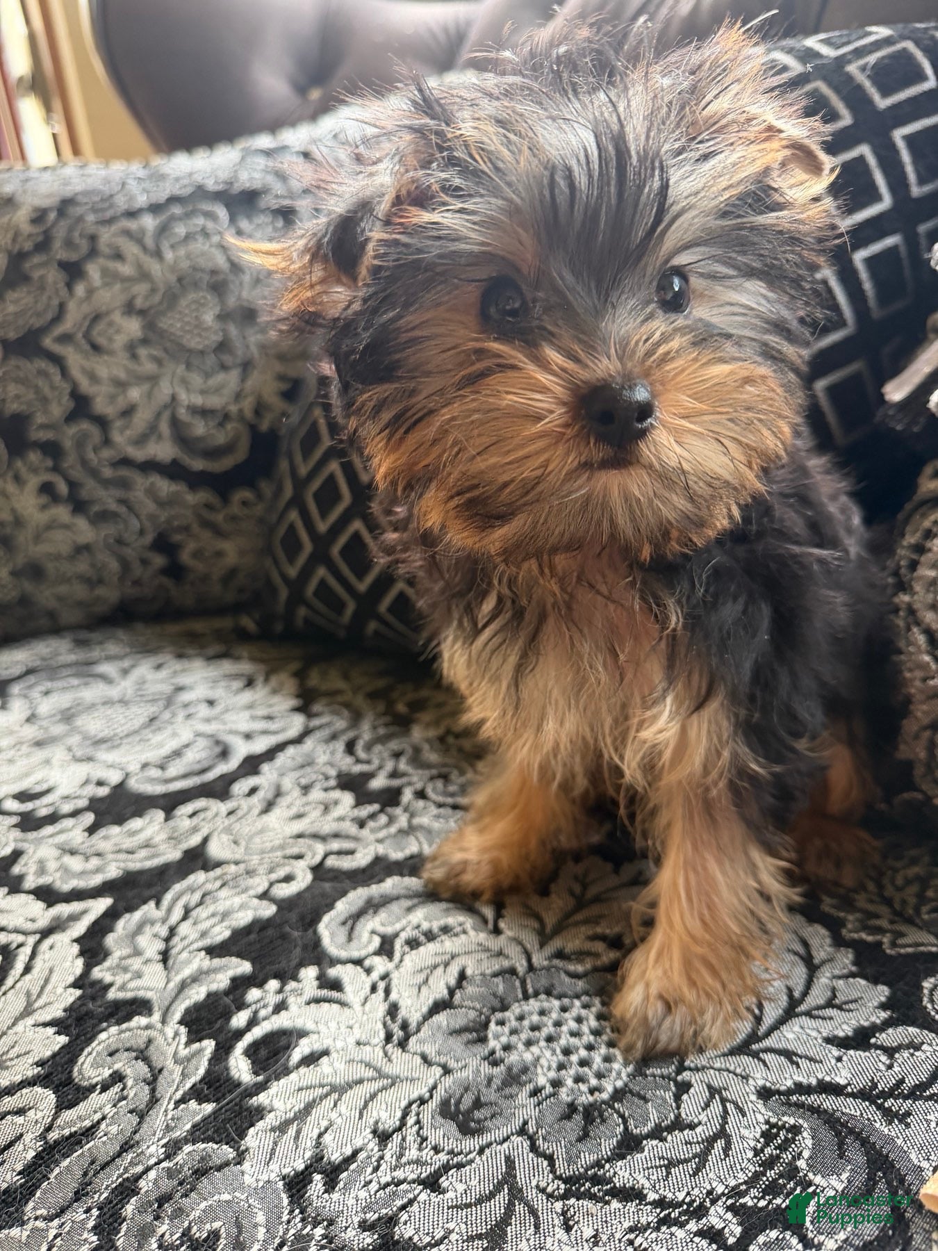 Yorkshire Terrier dogs Nala - Ad 2