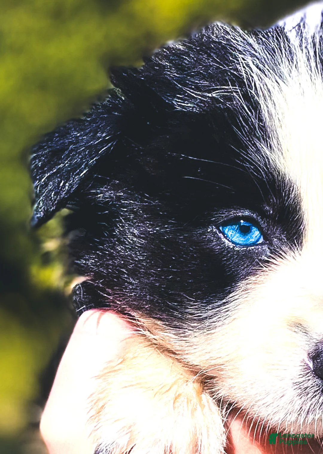 Border Collie dogs for sale: Indigo - Ad 2