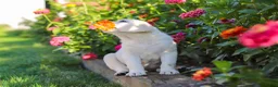 Labrador Retriever dogs for sale: Stormy - Ad 15
