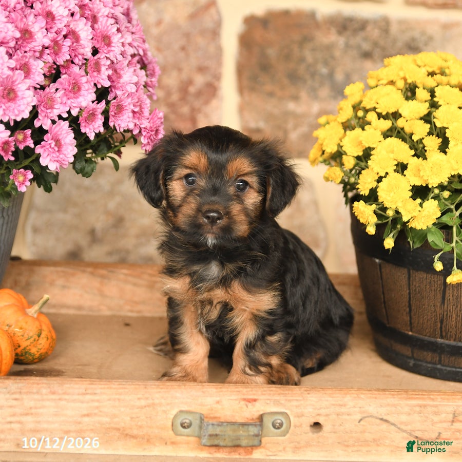 Shorkie dogs Aj  - Ad 1
