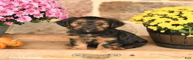 Aj 