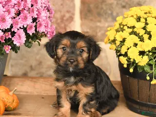 Shorkie dogs Aj - Ad 1