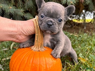 French Bulldog dogs Knox - Ad 27