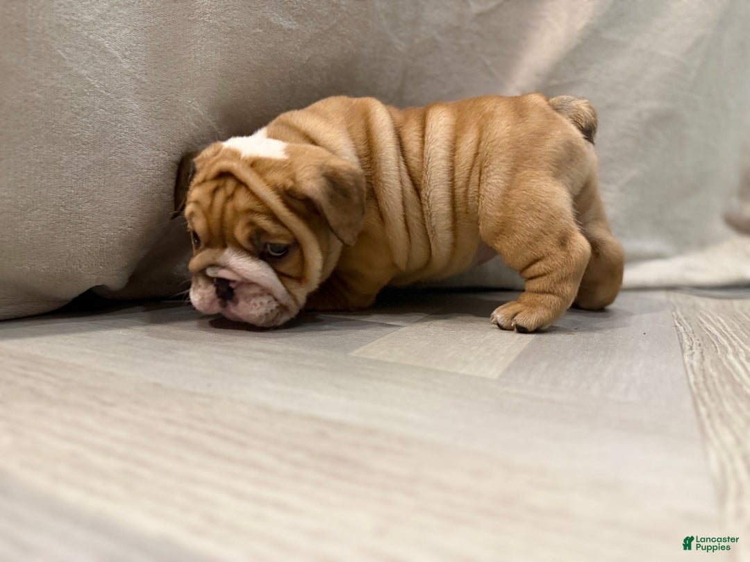 English Bulldog dogs for sale: Martha may - Ad 12