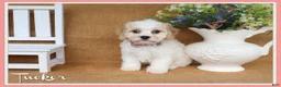 Cavachon dogs for sale: Tucker - Ad 1