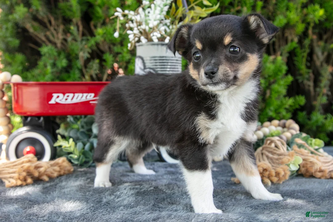Chihuahua dogs for sale: Pepsi - Ad 1