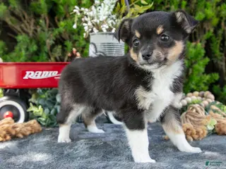 Chihuahua dogs for sale: Pepsi - Ad 1