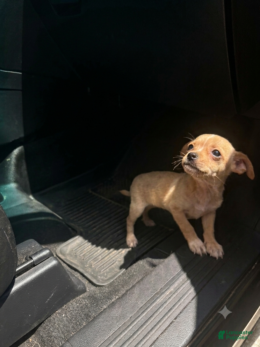 Chihuahua dogs for sale: Chihuahua 2 - Ad 4