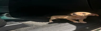 Chihuahua 2
