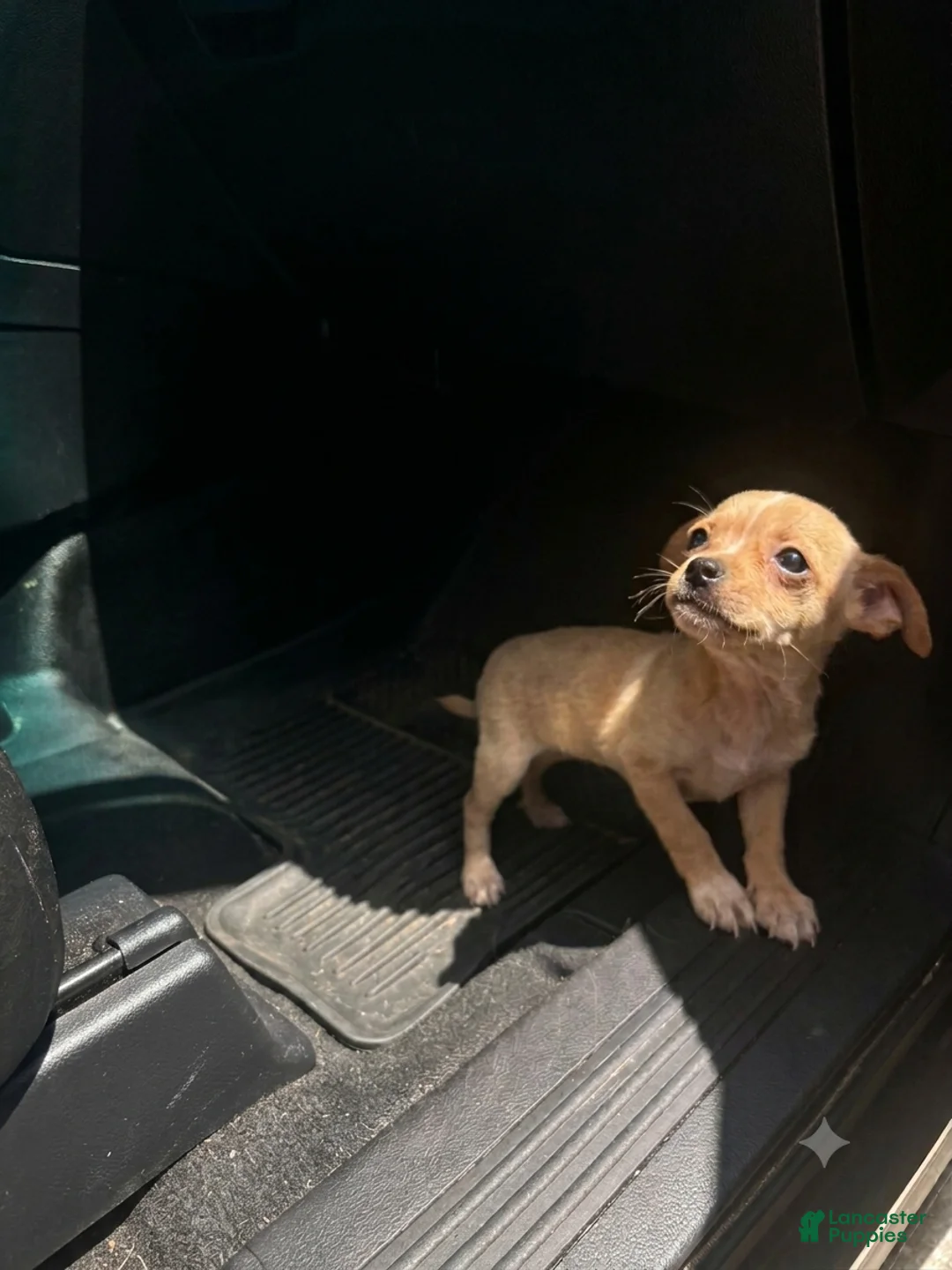 Chihuahua dogs for sale: Chihuahua 2 - Ad 1