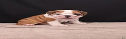 English Bulldog dogs for sale: Thor - Ad 17