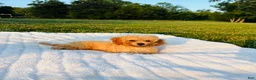 Bichpoo dogs for sale: Finn - Ad 5