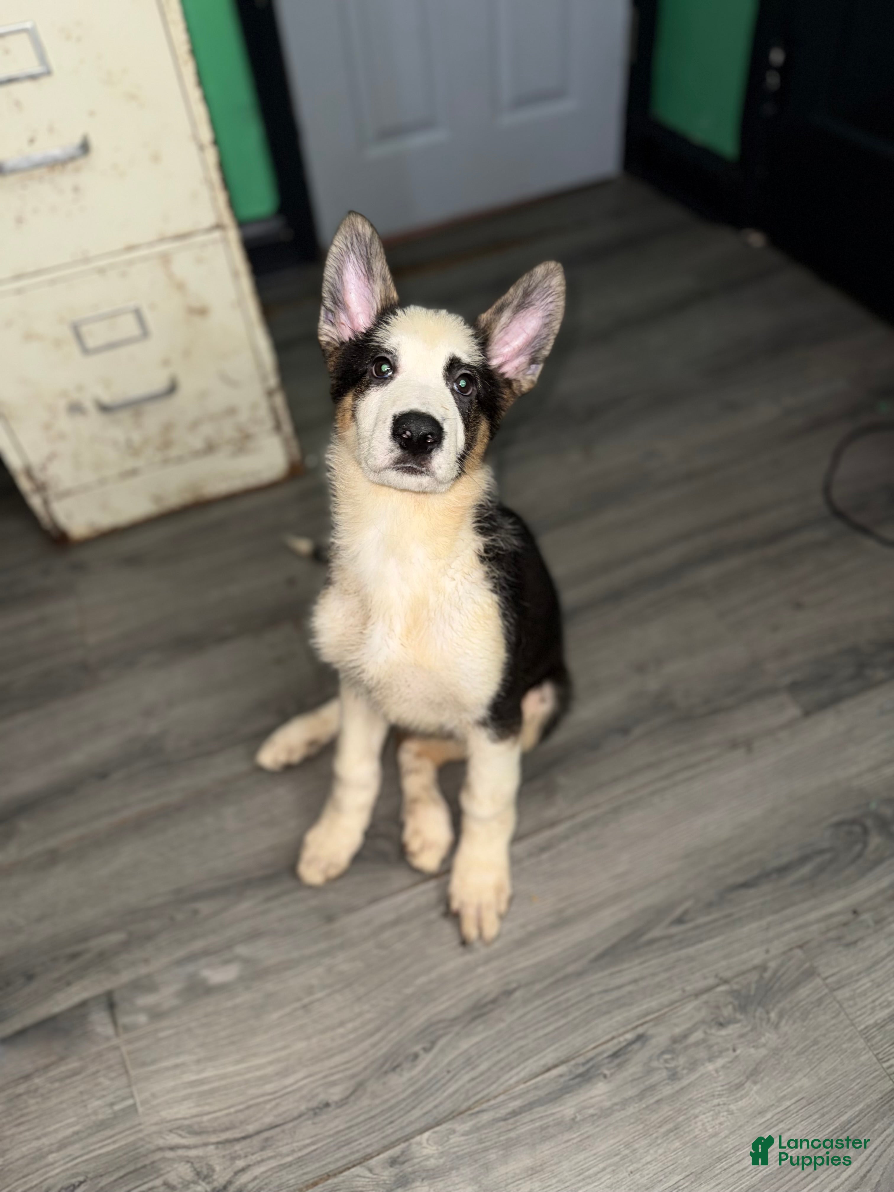 German Shepherd dogs Grinch  - Ad 1