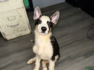 German Shepherd dogs for sale: Grinch - Ad 3