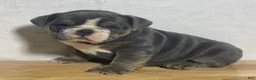 English Bulldog dogs for sale: Millie - Ad 4