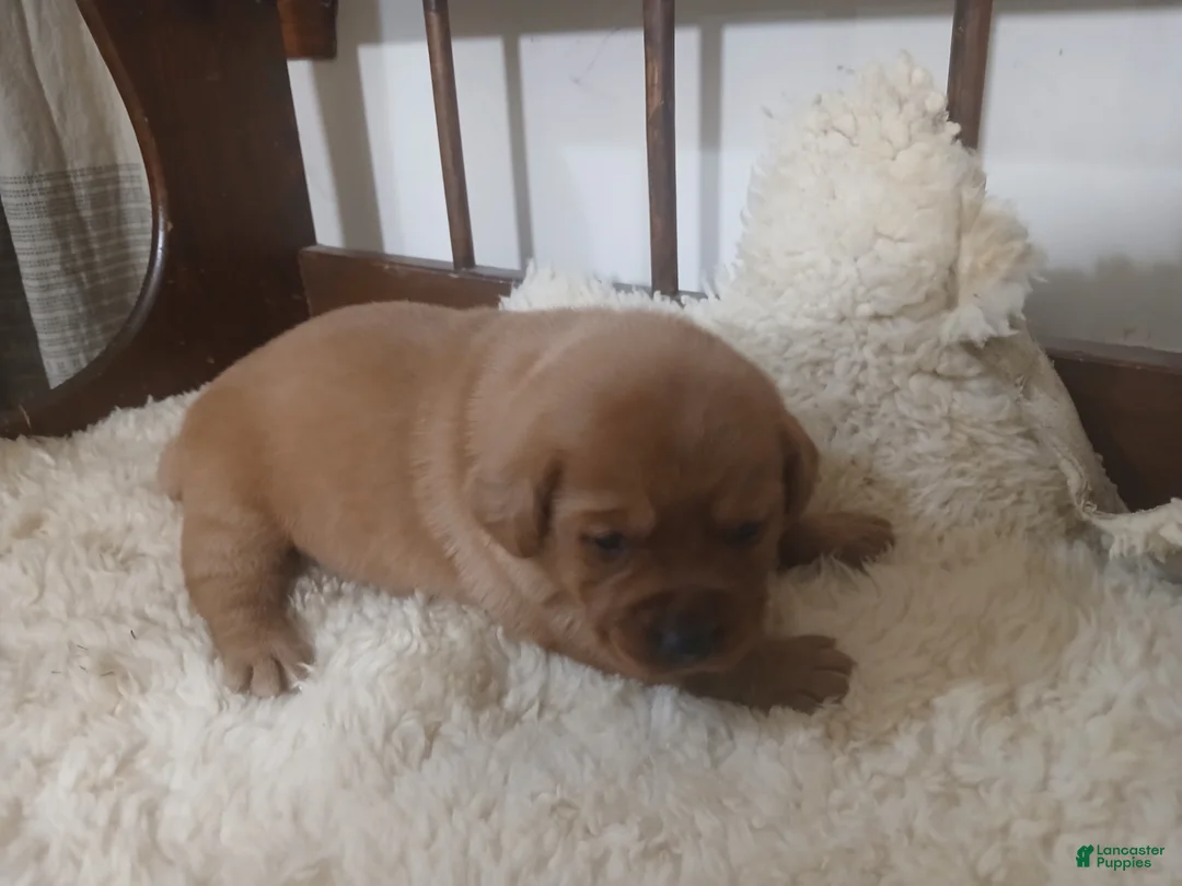 Labrador Retriever dogs for sale: Archer - Ad 10