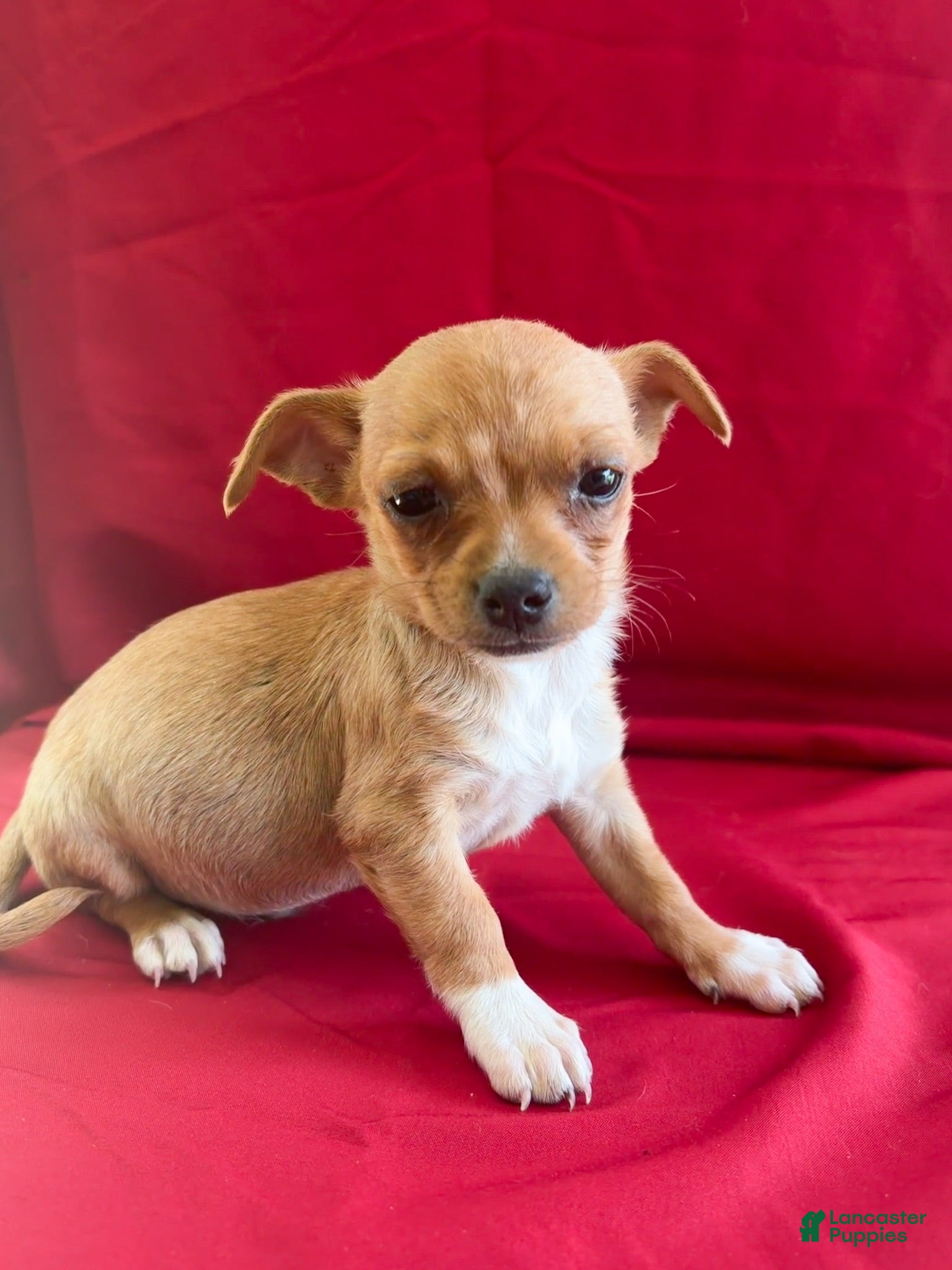 Chihuahua dogs Chihuahua 1 - Ad 22
