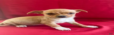 Chihuahua 1