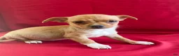 Chihuahua dogs for sale: Chihuahua 1 - Ad 1