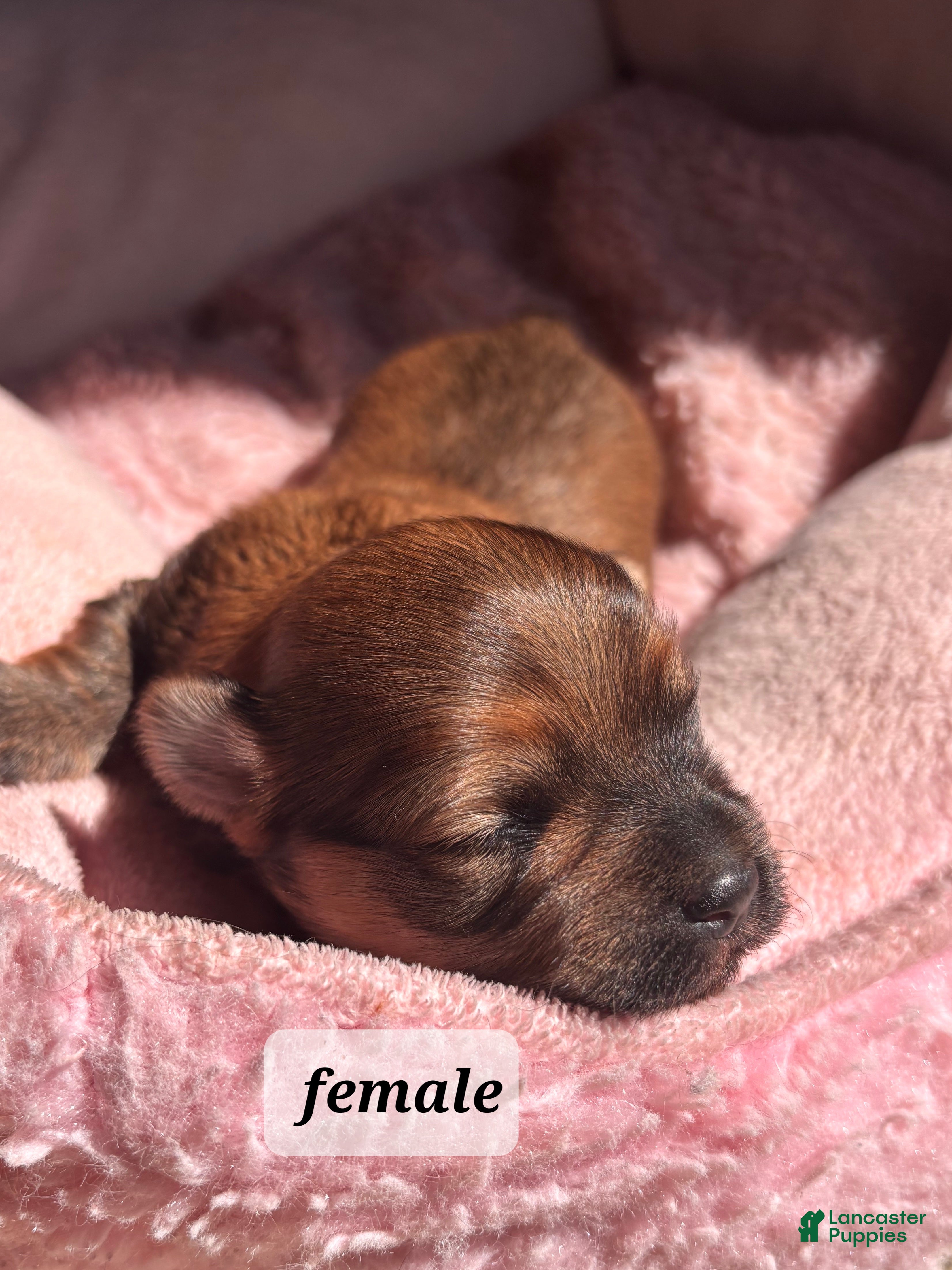 Havanese dogs Dorothy - Ad 35