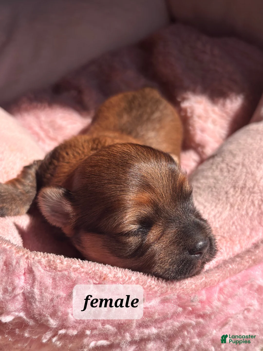 Havanese dogs for sale: Dorothy - Ad 1