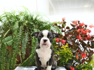 Boston Terrier dogs - Ad 24