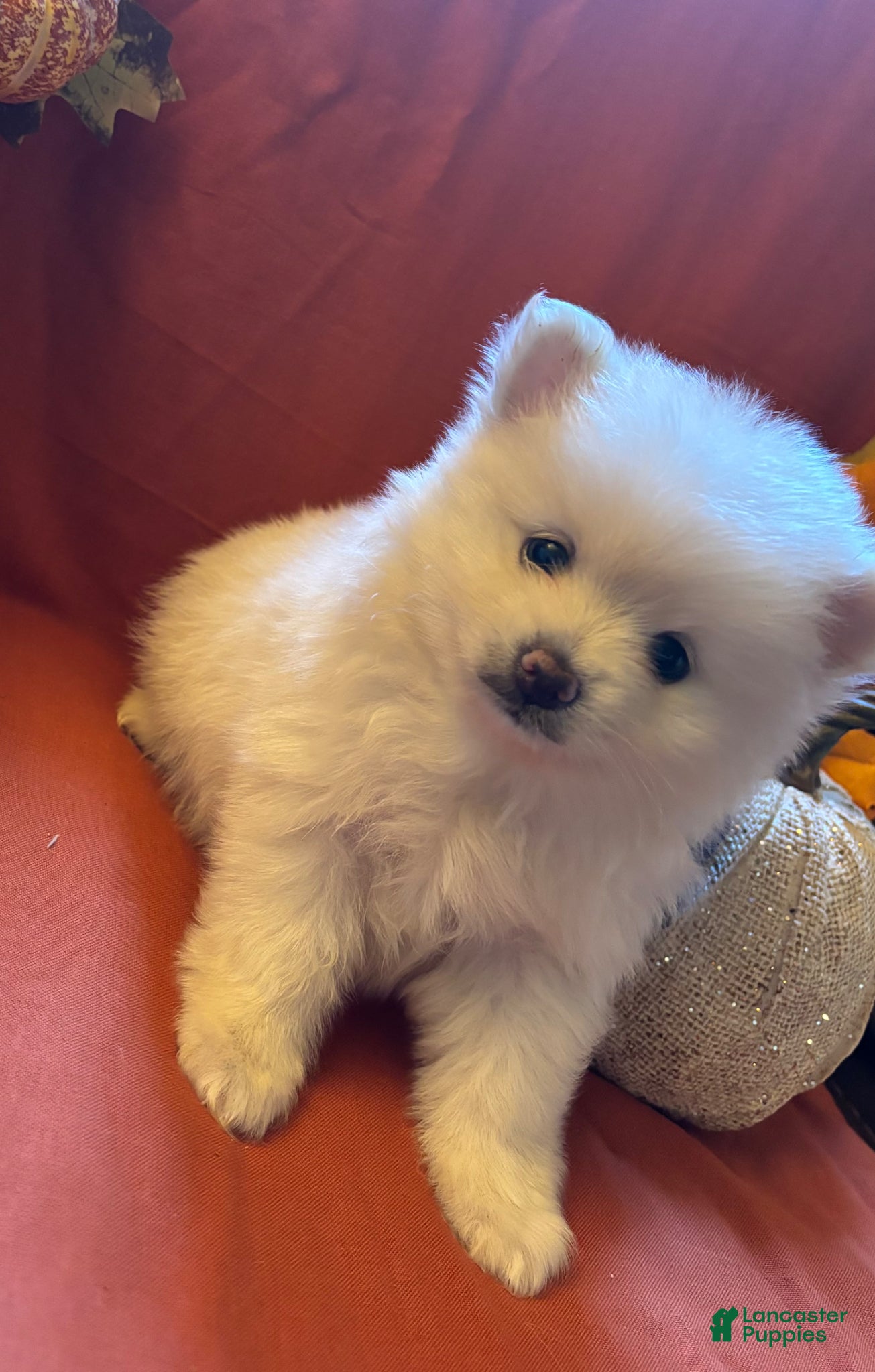 Pomeranian dogs Pomeranian Puppy 3 - Ad 10